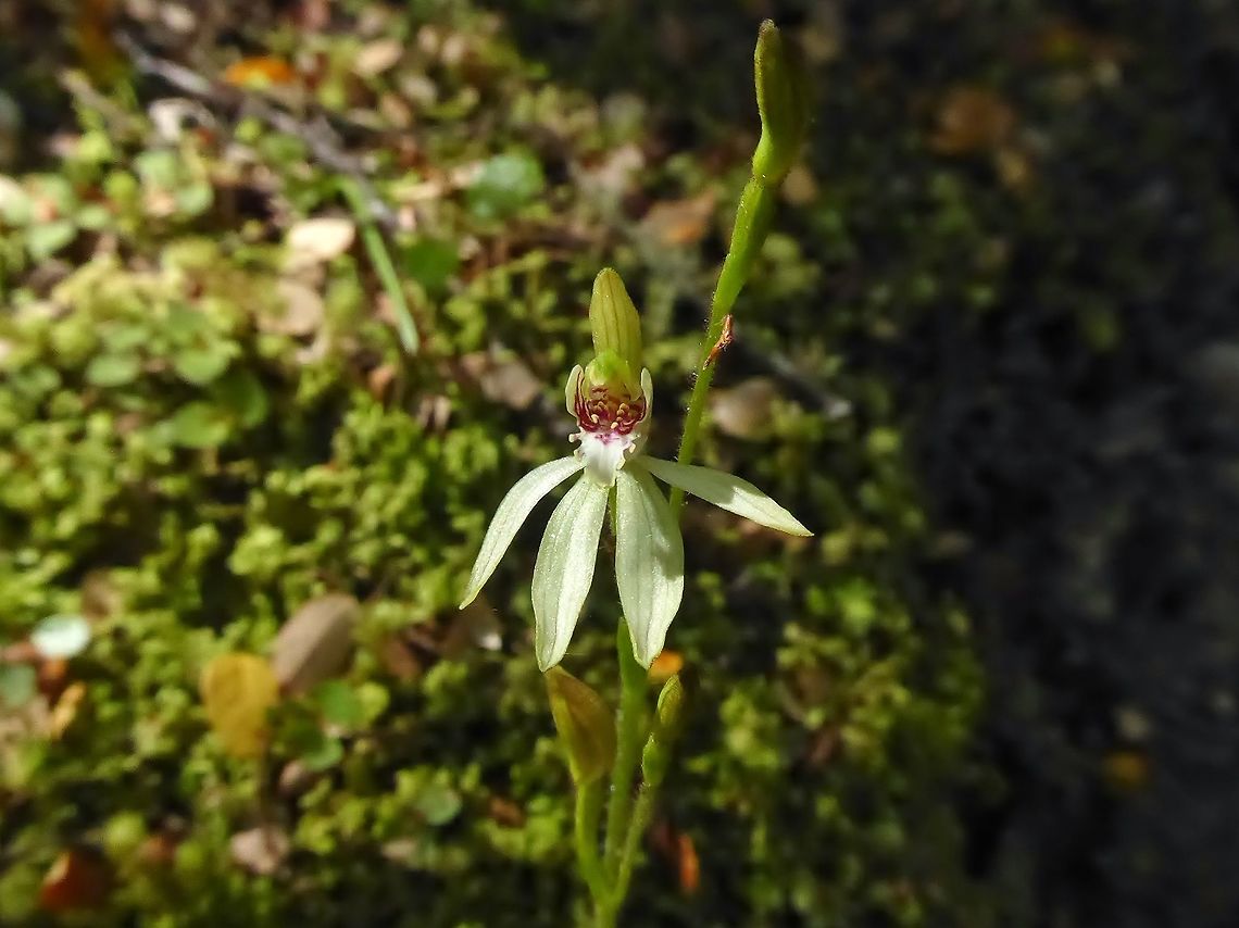 Green fingers orchid (Caladenia chlorostyla) Te Anaum New Zealand. Jan 6, 2017. Caladenia chlorostyla,Geotagged,New Zealand,Summer