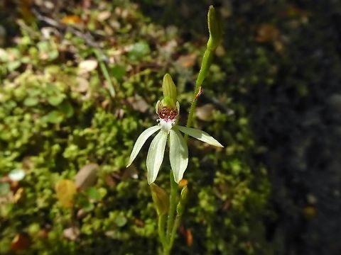 Green fingers orchid (Caladenia chlorostyla) Te Anaum New Zealand. Jan 6, 2017. Caladenia chlorostyla,Geotagged,New Zealand,Summer
