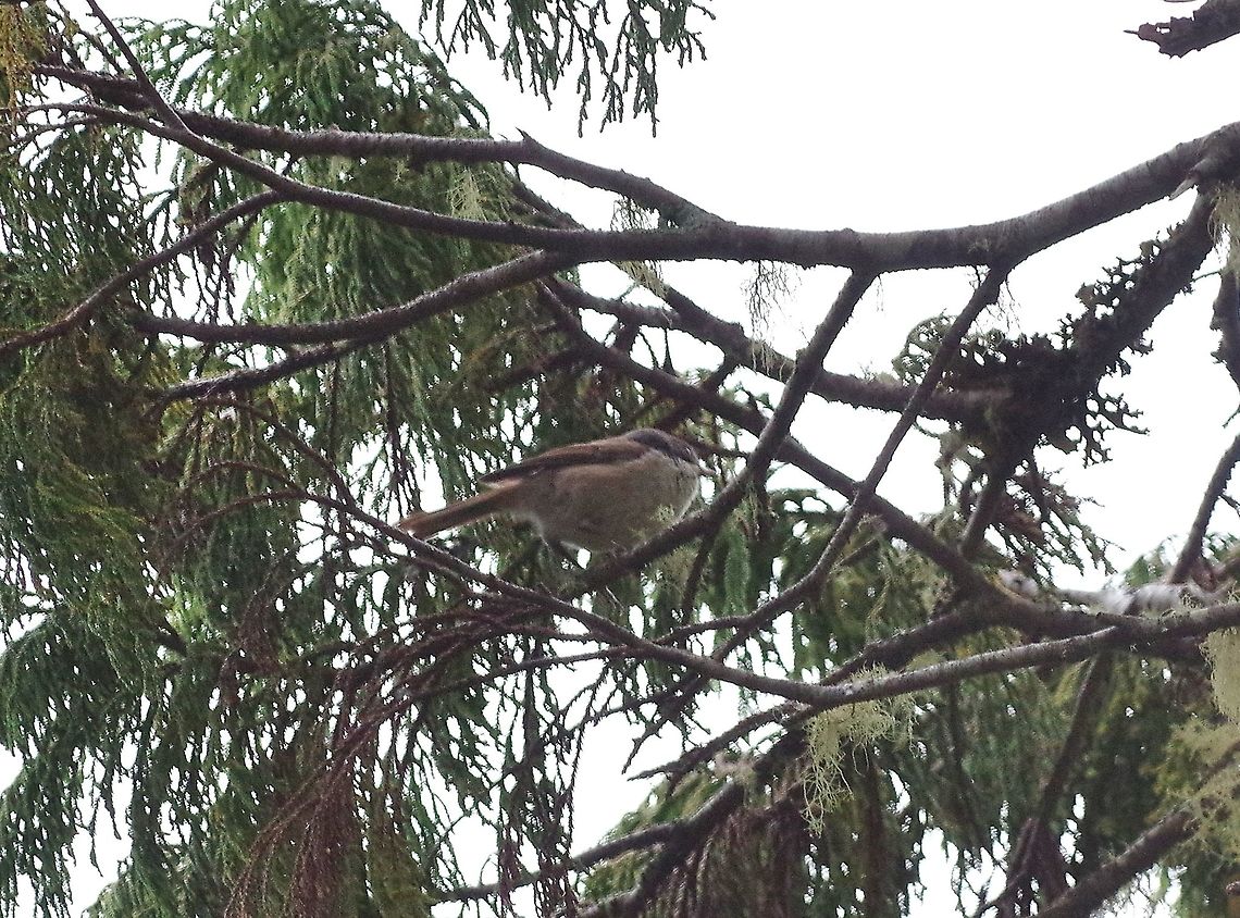 Brown creeper / Pipipi (Mohoua novaeseelandiae) Ulva Island, New Zealand. Jan 11, 2017. Brown creeper,Geotagged,Mohoua novaeseelandiae,New Zealand,Pipipi,Summer