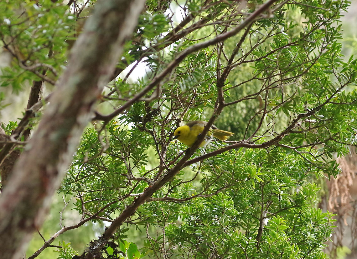 Yellowhead / mohua (Mohoua ochrocephala) Ulva Island, New Zealand. Jan 11, 2017. Geotagged,Mohoua ochrocephala,New Zealand,Summer,Yellowhead
