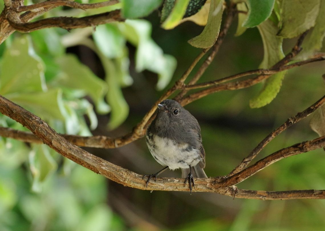 South Island robin (Petroica australis) Ulva Island, New Zealand. Jan 11, 2017. Geotagged,New Zealand,Petroica australis,South Island robin,Summer