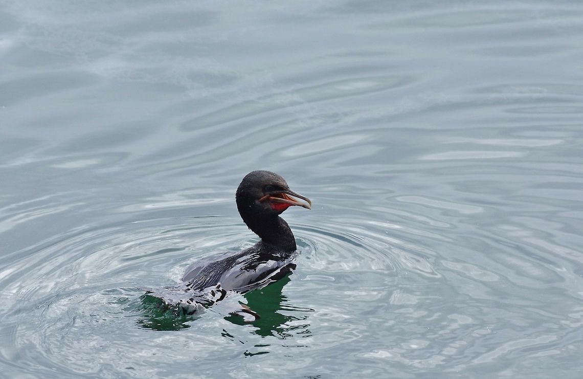 Foveaux shag (Phalacrocorax stewarti) Stewart Island, New Zealand. Jan 13, 2017. Foveaux shag,Geotagged,New Zealand,Phalacrocorax stewarti,Summer