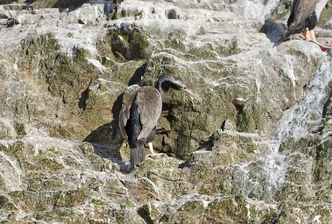 Spotted shag (Phalacrocorax punctatus) Kaikoura, New Zealnad. Jan 15, 2017. Geotagged,New Zealand,Phalacrocorax punctatus,Spotted shag,Summer