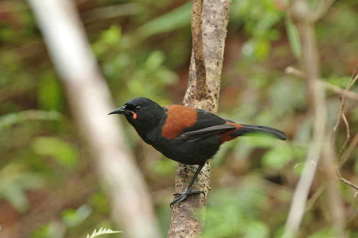 South Island saddleback (Philesturnus carunculatus) Ulva Island, New Zealand. Jan 11, 2017. Geotagged,New Zealand,Philesturnus carunculatus,South Island saddleback,Summer