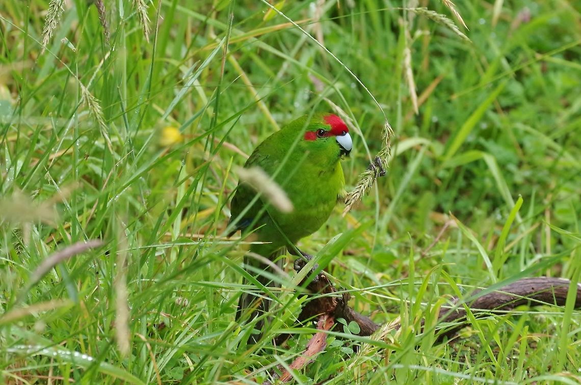 Kakariki / Red-crowned parakeet (Cyanoramphus novaezelandiae) Stewart Island, New Zealand. Jan 9, 2017. Cyanoramphus novaezelandiae,Geotagged,New Zealand,Red-crowned parakeet,Summer