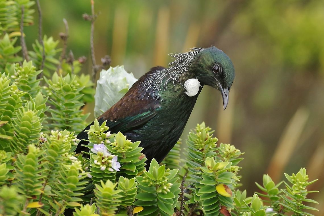 Tui (Prosthemadera novaeseelandiae) Stewart Island, New Zealand. Jan 10, 2017. Geotagged,New Zealand,Prosthemadera novaeseelandiae,Summer,Tui