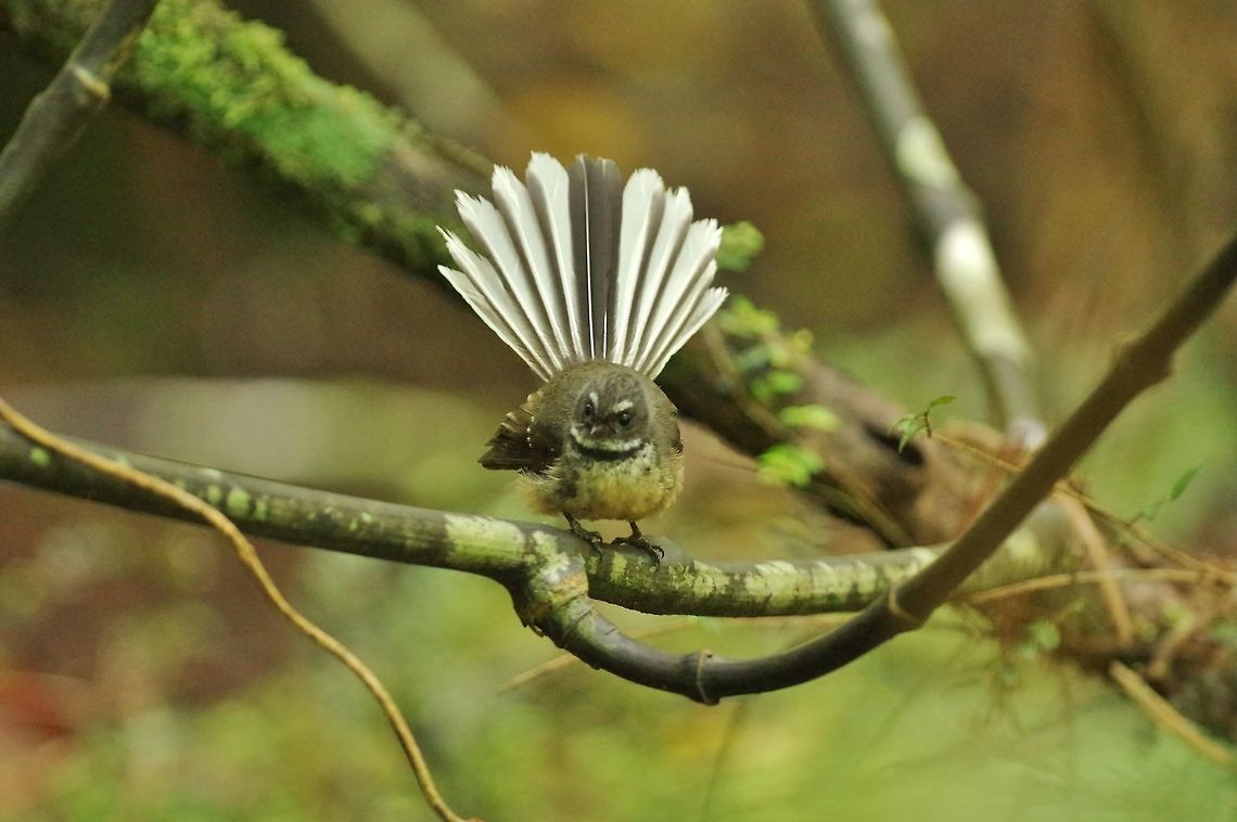 New Zealand fantail (Rhipidura fuliginosa) Stewart Island, New Zealand. Jan 10, 2017. Geotagged,New Zealand,New Zealand fantail,Rhipidura fuliginosa,Summer
