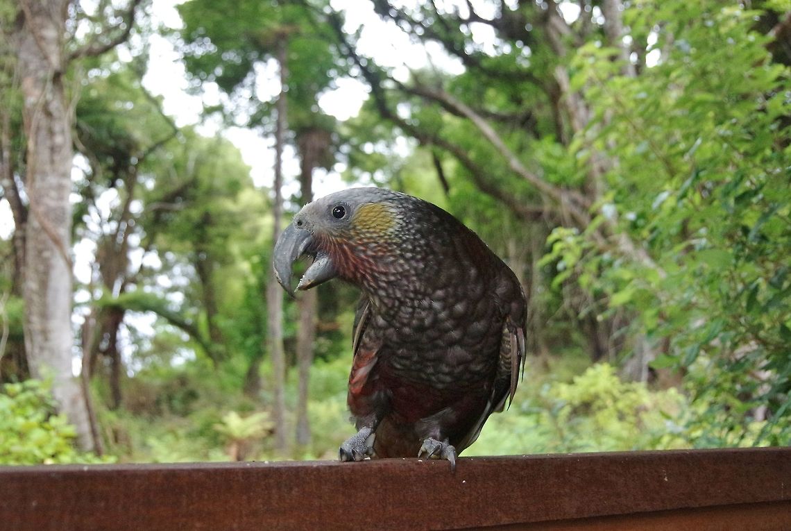 Kākā (Nestor meridionalis) Stewart Island, New Zealand. Jan 11, 2017. Geotagged,Nestor meridionalis,New Zealand,New Zealand kākā,Summer