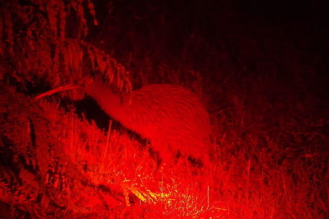 Southern brown kiwi / Tokoeka (Apteryx australis) Stewart Island, New Zealand. Jan 12, 2017. Apteryx australis,Geotagged,New Zealand,Southern brown kiwi,Summer
