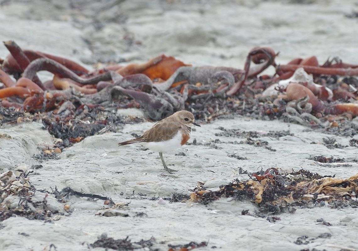 Double-banded plover (Charadrius bicinctus) Kaikoura, New Zealand. Jan 14, 2017. Charadrius bicinctus,Double-banded plover,Geotagged,New Zealand,Summer