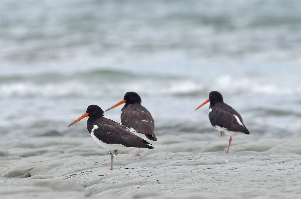 South Island oystercatcher (Haematopus finschi) Kaikoura, New Zealand. Jan 14, 2017. Geotagged,Haematopus finschi,New Zealand,South Island oystercatcher,Summer