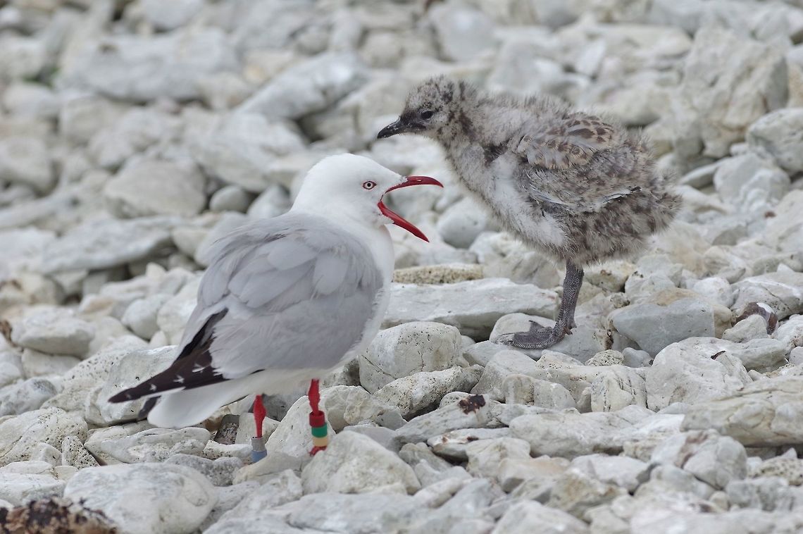 Red-billed gull and its chick (Chroicocephalus scopulinus) Kaikoura, New Zealand. Jan 14, 2017. Chroicocephalus scopulinus,Geotagged,New Zealand,Red-billed Gull,Summer