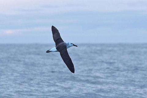 Juvenile Black-browed albatross (Thalassarche melanophris) Kaikoura, New Zealand. Jan 15, 2017. Black-browed albatross,Geotagged,New Zealand,Summer,Thalassarche melanophris