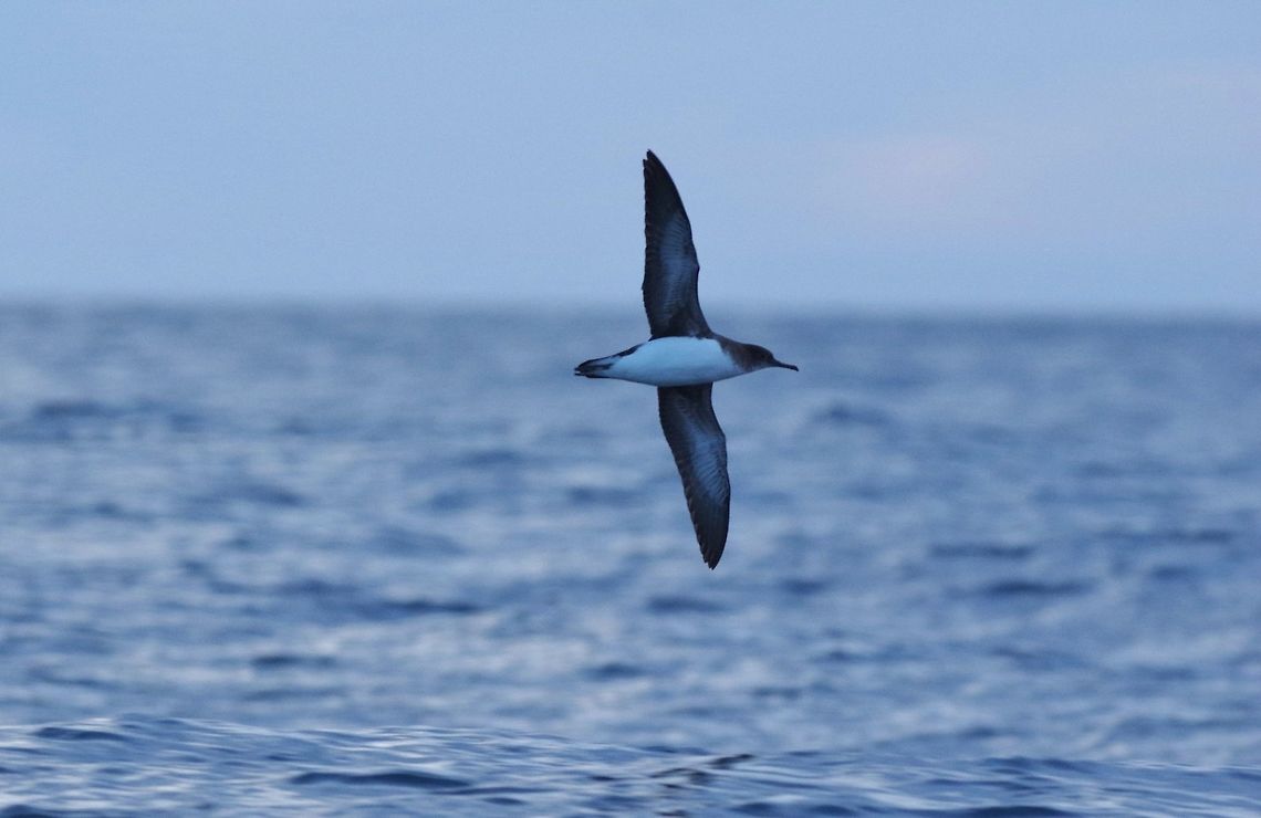 Hutton's shearwater (Puffinus huttoni) Kaikoura, New Zealand. Jan 15, 2017. Geotagged,Hutton's shearwater,New Zealand,Puffinus huttoni,Summer