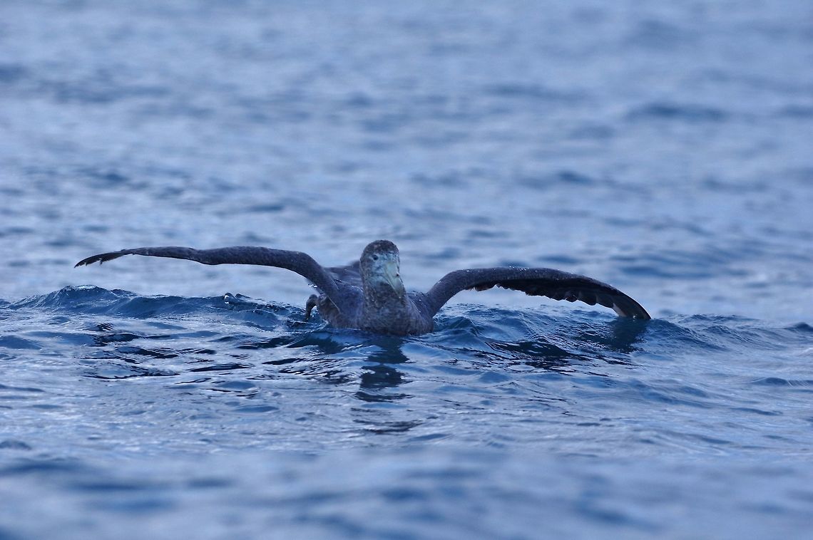 Northern giant petrel (Macronectes halli) Kaikoura, New Zealand. Jan 15, 2017. Geotagged,Macronectes halli,New Zealand,Northern giant petrel,Summer