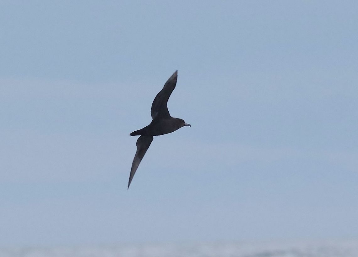 Flesh-footed shearwater (Ardenna carneipes) Kaikoura, New Zealand. Jan 15, 2017. Ardenna carneipes,Flesh-footed shearwater,Geotagged,New Zealand,Summer