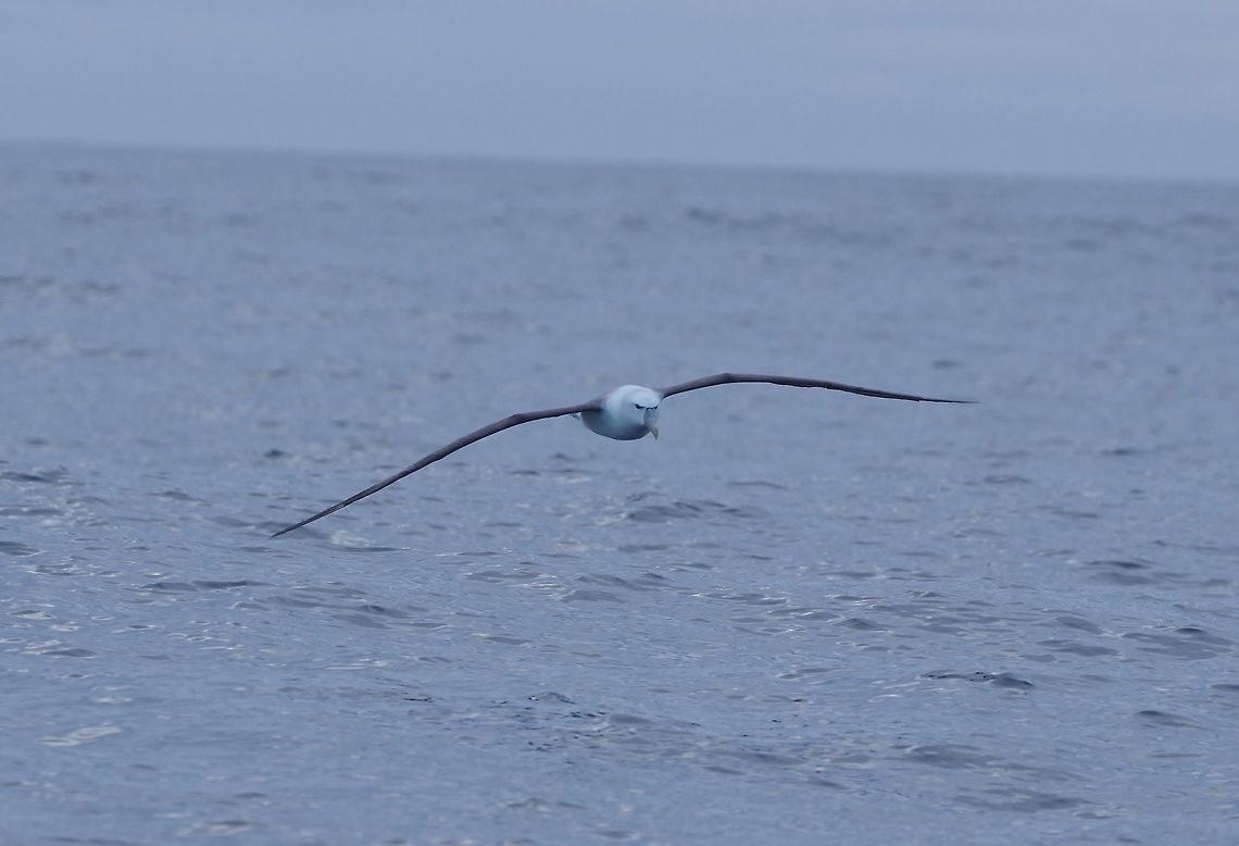 White-capped Albatross (Thalassarche steadi) Kaikoura, New Zealand. Jan 15, 2017. Geotagged,New Zealand,Summer,Thalassarche steadi,White-capped Albatross