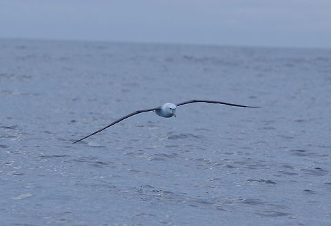White-capped Albatross (Thalassarche steadi) Kaikoura, New Zealand. Jan 15, 2017. Geotagged,New Zealand,Summer,Thalassarche steadi,White-capped Albatross