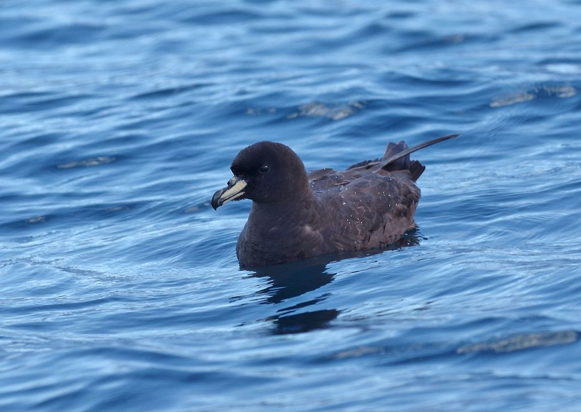 Westland petrel (Procellaria westlandica) Kaikoura, New Zealand. Jan 15, 2017. Geotagged,New Zealand,Procellaria westlandica,Summer,Westland petrel