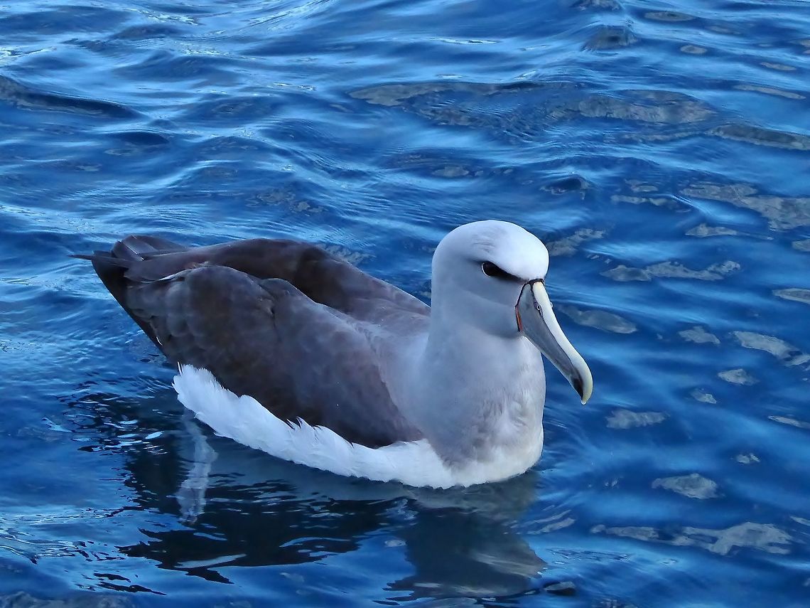Salvin's albatross (Thalassarche salvini) Kaikoura, New Zealand. Jan 15, 2017. Geotagged,New Zealand,Salvin's albatross,Summer,Thalassarche salvini