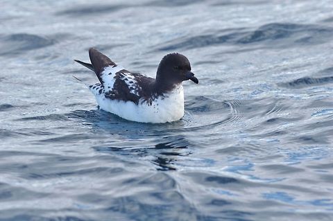 Cape petrel (Daption capense) Kaikoura, New Zealand. Jan 15, 2017. Cape petrel,Daption capense,Geotagged,New Zealand,Summer