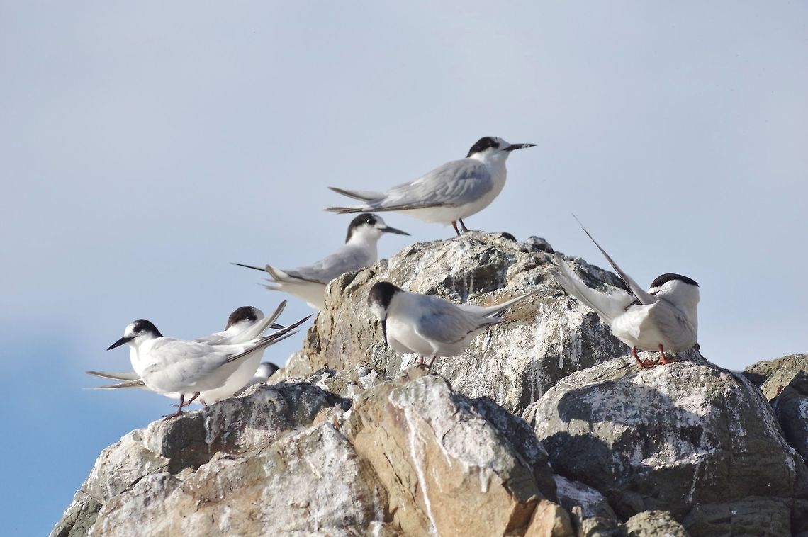 White-fronted tern (Sterna striata) Kaikoura, New Zealand. Jan 15, 2017. Geotagged,New Zealand,Sterna striata,Summer,White-fronted tern
