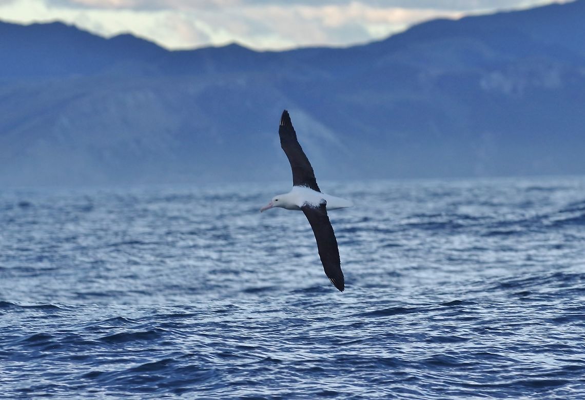 Northern royal albatross (Diomedea sanfordi) Kaikoura, New Zealand. Jan 15, 2017. Diomedea sanfordi,Geotagged,New Zealand,Northern royal albatross,Summer