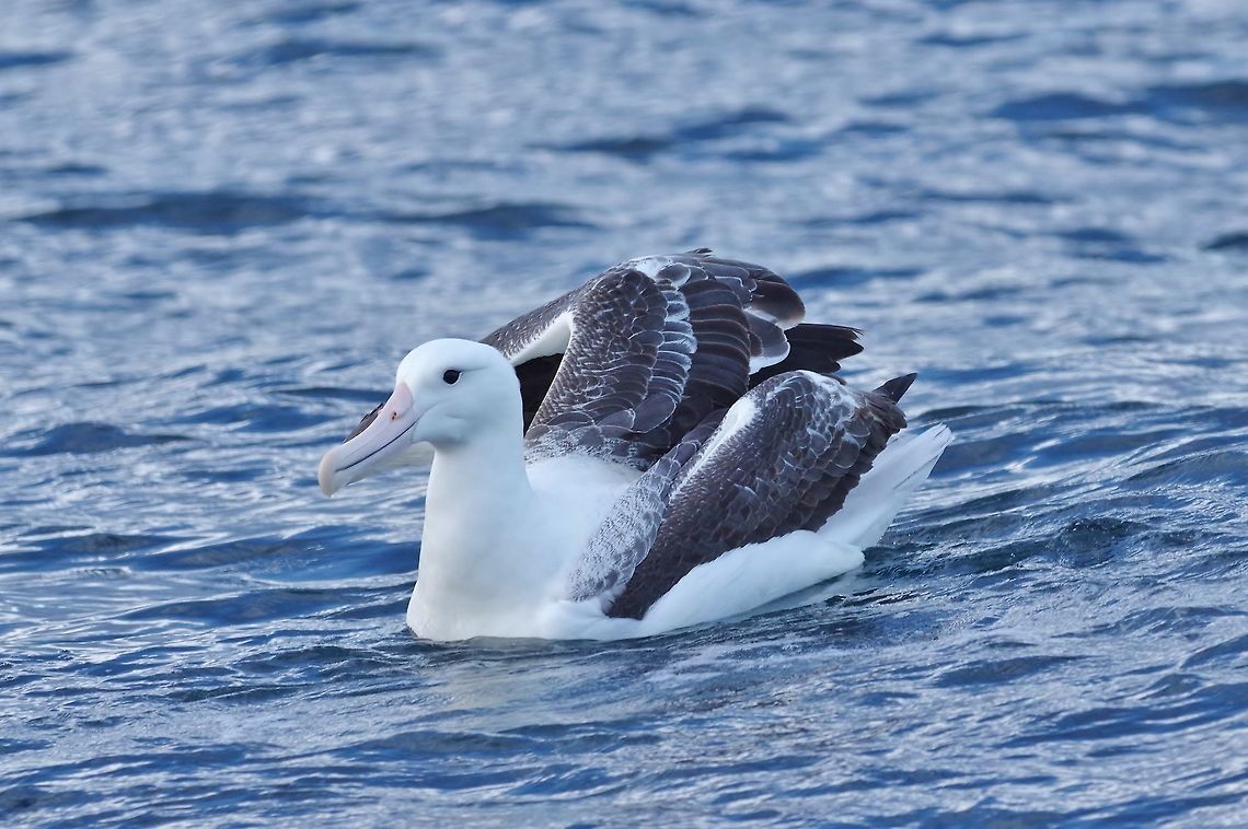 Southern royal albatross (Diomedea epomophora) Kaikoura, New Zealand. Jan 15, 2017. Diomedea epomophora,Geotagged,New Zealand,Southern royal albatross,Summer