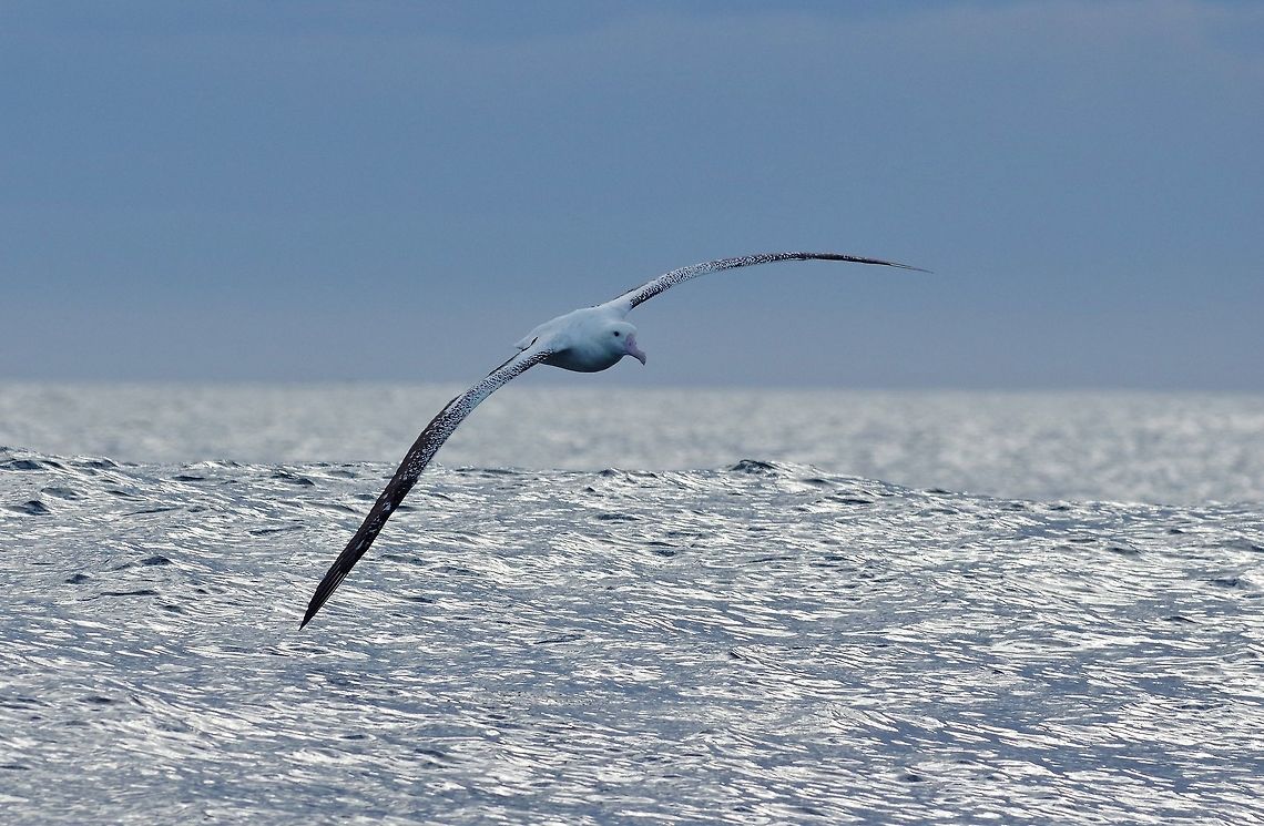 Antipodean albatross (Diomedea antipodensis) Kaikoura, New Zealand. Jan 15, 2017. Antipodean albatross,Diomedea antipodensis,Geotagged,New Zealand,Summer