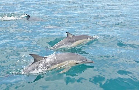 Short-beaked common dolphins (Delphinus delphis) Kaikoura, New Zealand. Jan 14, 2017. Delphinus delphis,Geotagged,New Zealand,Short-beaked common dolphin,Summer