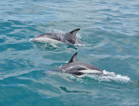 Dusky dolphins (Lagenorhynchus obscurus) Kaikoura, New Zealand. Jan 14, 2017. Dusky dolphin,Geotagged,Lagenorhynchus obscurus,New Zealand,Summer