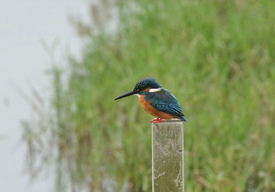 Common Kingfisher (Alcedo atthis) Mai Po Nature Reserve, Hong Kong. Jan 17, 2017. Alcedo atthis,Common Kingfisher,Geotagged,Hong Kong,Winter