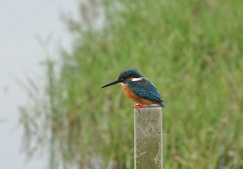 Common Kingfisher (Alcedo atthis) Mai Po Nature Reserve, Hong Kong. Jan 17, 2017. Alcedo atthis,Common Kingfisher,Geotagged,Hong Kong,Winter