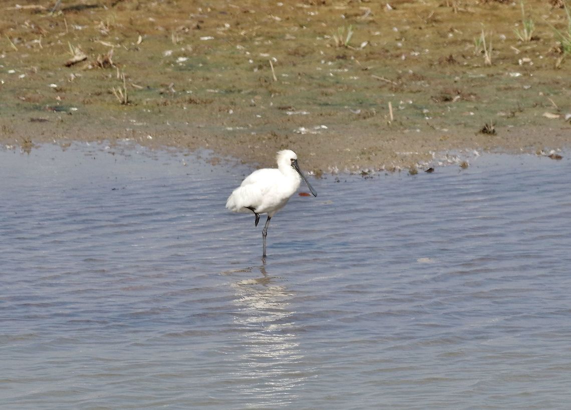 Black-faced spoonbill (Platalea minor) Mai Po Nature Reserve, Hong Kong. Jan 17, 2017. Black-faced spoonbill,Geotagged,Hong Kong,Platalea minor,Winter