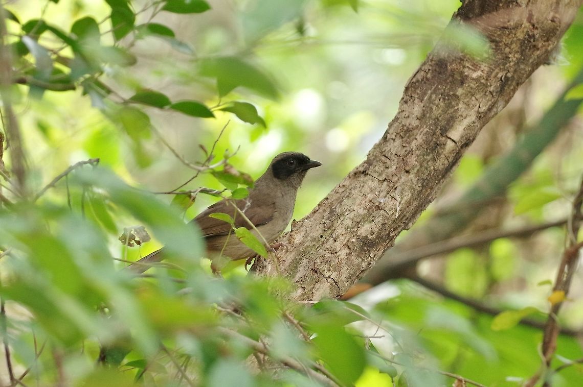 Masked laughingthrush (Garrulax perspicillatu) Mai Po Nature Reserve, Hong Kong. Jan 17, 2017. Garrulax perspicillatus,Geotagged,Hong Kong,Masked laughingthrush,Winter