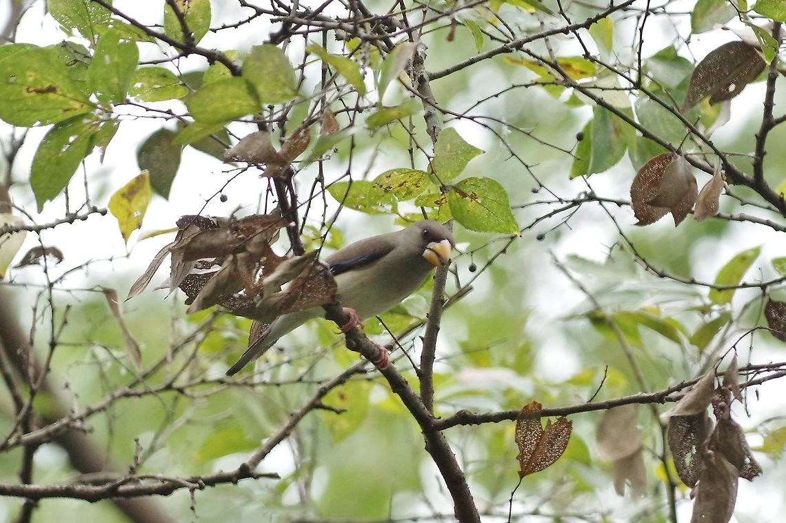 Chinese grosbeak (Eophona migratoria) Mai Po Nature Reserve, Hong Kong. Jan 17, 2017. Chinese grosbeak,Eophona migratoria,Geotagged,Hong Kong,Winter