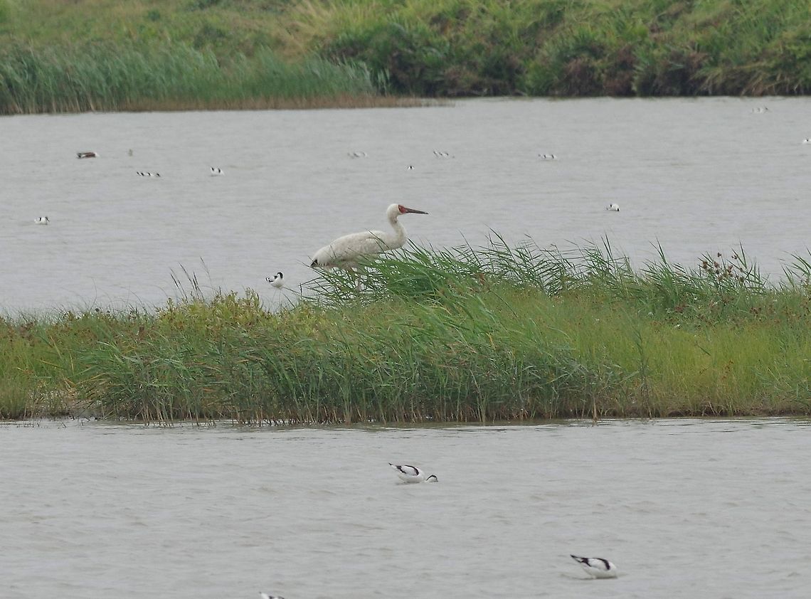 Vagrant Siberian crane (Grus leucogeranus) in Hong Kong! Mai Po Nature Reserve, Hong Kong. Jan 17, 2017. Geotagged,Grus leucogeranus,Hong Kong,Siberian crane,Winter