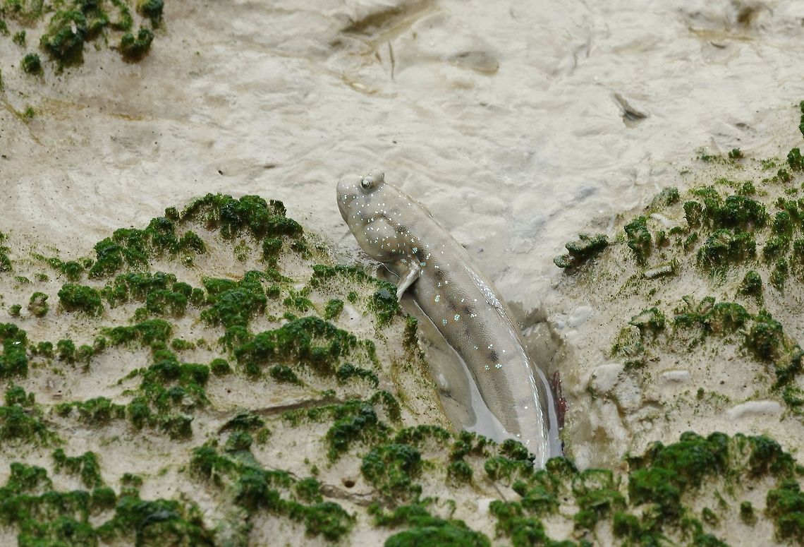 Great blue-spotted mudhopper (Boleophthalmus pectinirostris) Mai Po Nature Reserve, Hong Kong. Jan 17, 2017. Boleophthalmus pectinirostris,Geotagged,Great blue-spotted mudhopper,Hong Kong,Winter