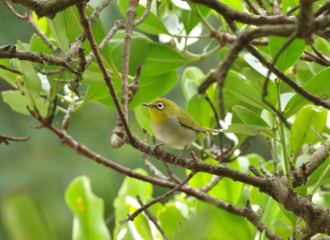 Japanese white-eye (Zosterops japonicus) Mai Po Nature Reserve, Hong Kong. Jan 17, 2017. Geotagged,Hong Kong,Japanese white-eye,Winter,Zosterops japonicus