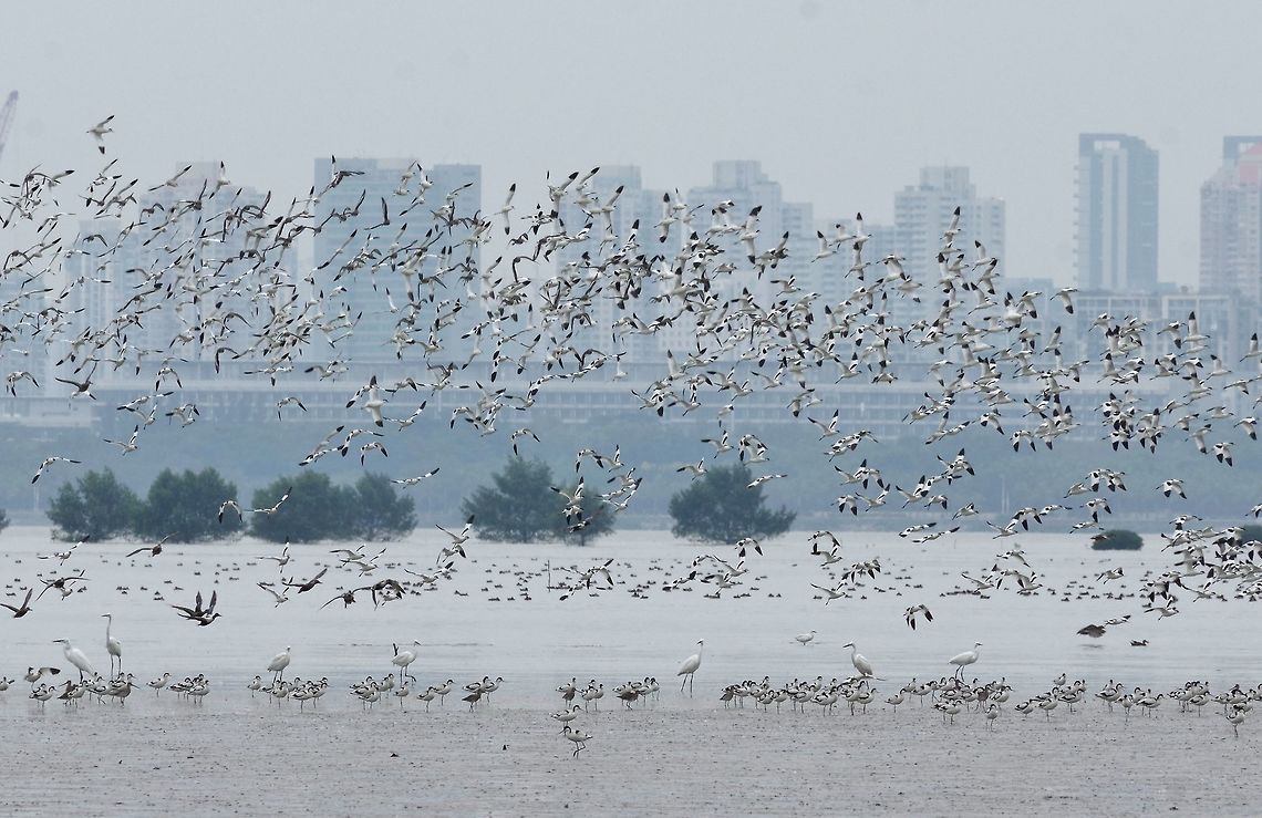 Avocets and thousands of other birds wintering in Hong Kong Mai Po Nature Reserve, Hong Kong. Jan 17, 2017. Geotagged,Hong Kong,Pied Avocet,Recurvirostra avosetta,Winter