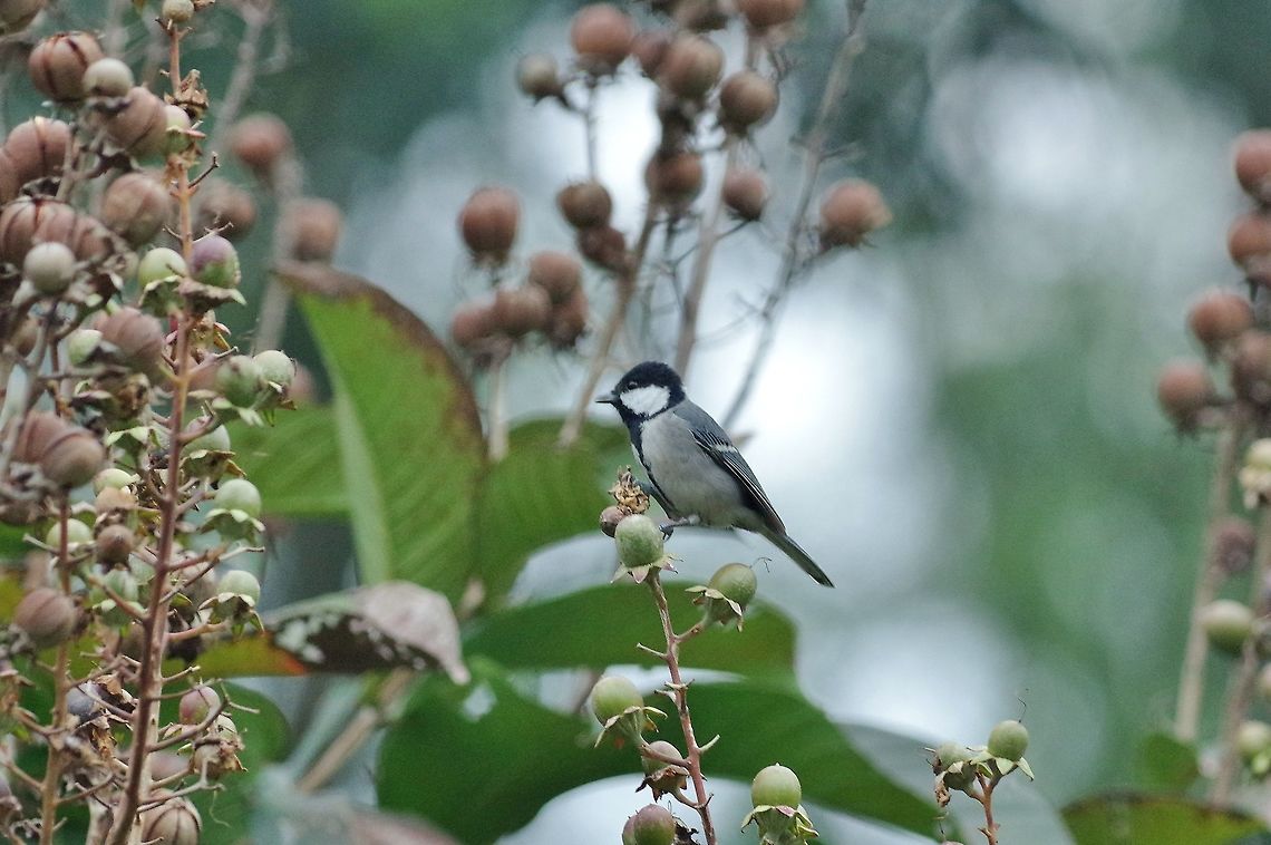 ,Japanese tit (Parus minor) Sha Tin Park, Hong Kong. Jan 19, 2017.  Geotagged,Hong Kong,Japanese tit,Parus minor,Winter