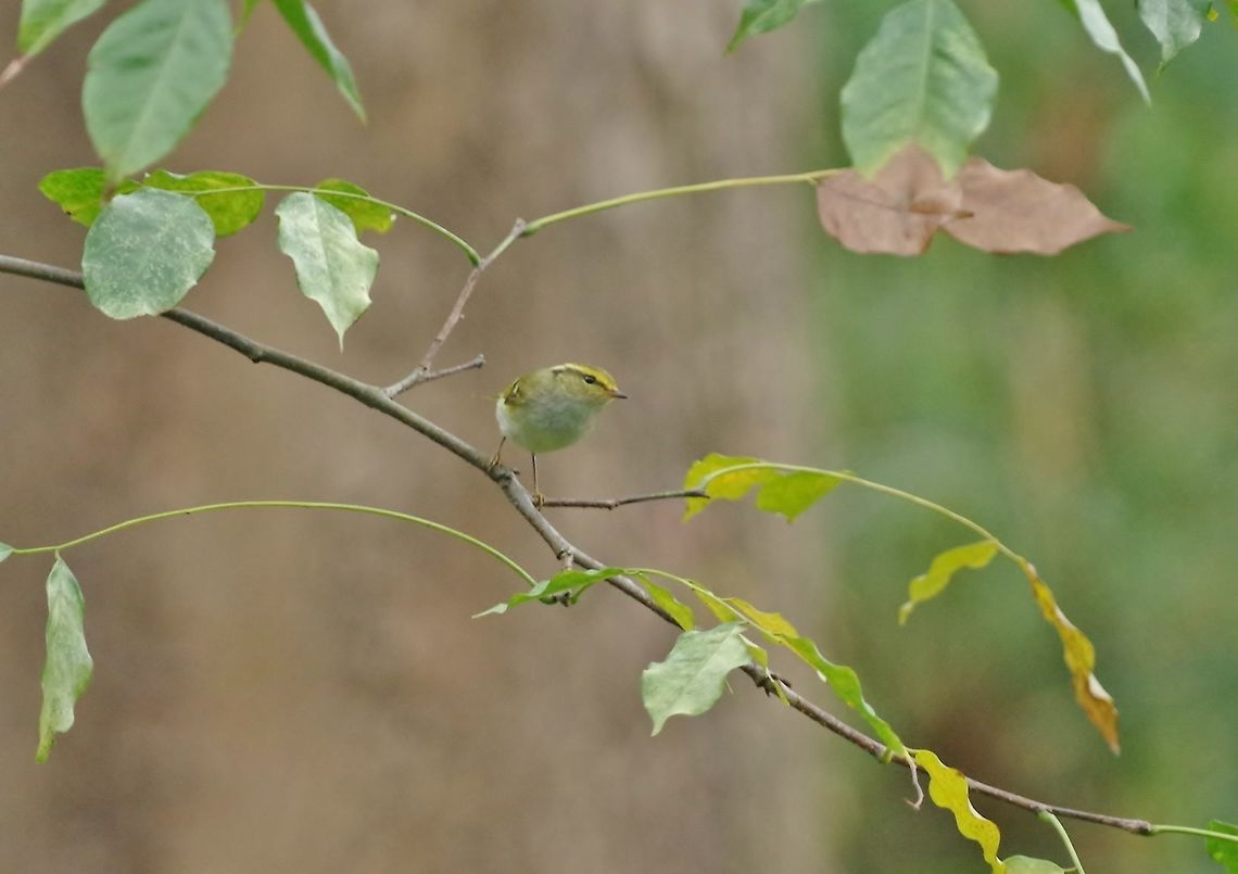 Pallas's leaf warbler (Phylloscopus proregulus) Sha Tin Park, Hong Kong. Jan 19, 2017.  Geotagged,Hong Kong,Pallas's leaf warbler,Phylloscopus proregulus,Winter