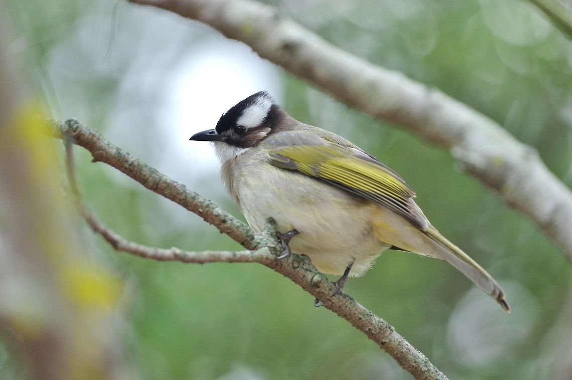 Light-vented bulbul (Pycnonotus sinensis) Sha Tin Park, Hong Kong. Jan 19, 2017.  Geotagged,Hong Kong,Light-vented bulbul,Pycnonotus sinensis,Winter