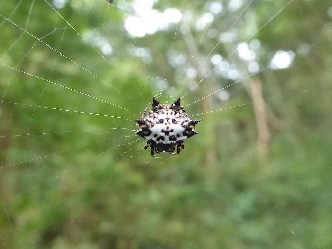 Spiny orb-weaver (Gasteracantha kuhli) Kadoorie Botanic Gardens, Hong Kong. Jan 19, 2017. Gasteracantha kuhli,Geotagged,Hong Kong,Winter