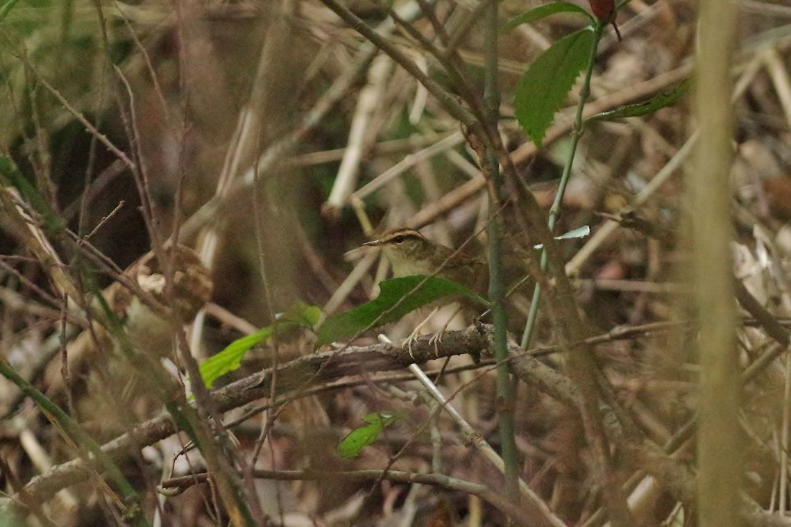 Asian stubtail (Urosphena squameiceps) Kadoorie Botanic Gardens, Hong Kong. Jan 19, 2017.  Asian stubtail,Geotagged,Hong Kong,Urosphena squameiceps,Winter