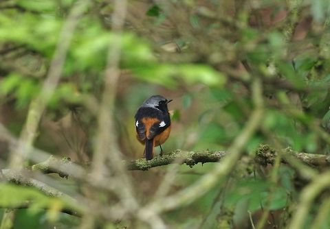 Daurian redstart (Phoenicurus auroreus) Kadoorie Botanic Gardens, Hong Kong. Jan 19, 2017.  Daurian redstart,Geotagged,Hong Kong,Phoenicurus auroreus,Winter