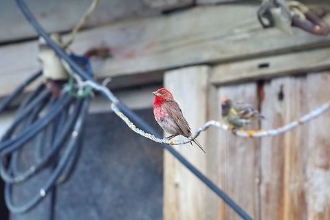 Common rosefinch (Carpodacus erythrinus). Ushguli, Georgia. 8/27/2017 Carpodacus erythrinus,Common rosefinch,Georgia,Geotagged,Summer