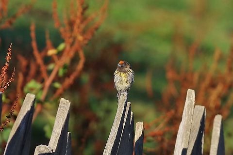 Red-fronted serin (Serinus pusillus) Ushguli, Georgia. 8/27/2017 Georgia,Geotagged,Red-fronted serin,Serinus pusillus,Summer