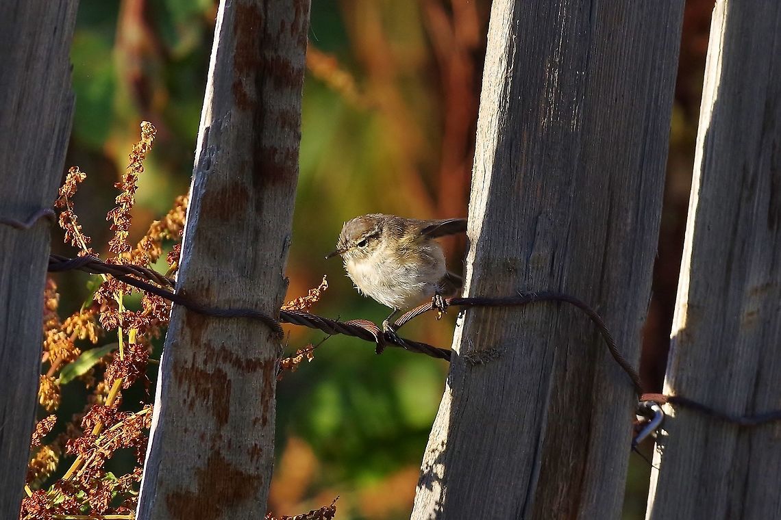 Caucasian mountain chiffchaff (Phylloscopus lorenzii) Ushguli, Georgia. 8/27/2017 Caucasian mountain chiffchaff,Georgia,Geotagged,Phylloscopus lorenzii,Summer