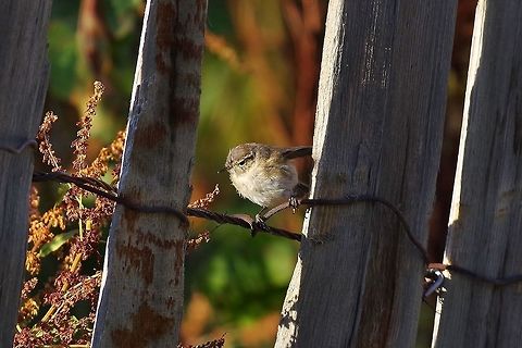 Caucasian mountain chiffchaff (Phylloscopus lorenzii) Ushguli, Georgia. 8/27/2017 Caucasian mountain chiffchaff,Georgia,Geotagged,Phylloscopus lorenzii,Summer